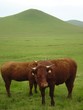 Vaches salers au pied du Volcan chamaroux