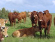 Troupeau de vaches Salers et Aubrac Troupeau de vaches Salers et Aubrac