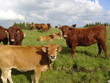 Elevage de vaches et genisses Elevage de vaches et genisses