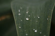 Wasser und die Blume / Water and Flower