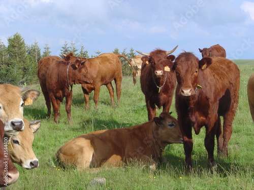 Troupeau de vaches Salers et Aubrac