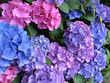 hortensia bleu hortensia bleu