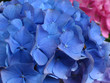 hortensia bleu