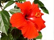 fleur ibiscus rouge fleur ibiscus rouge