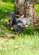 Child sleeps under  gum tree in a secluded spot of the range