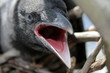Portrait of the young crow 2