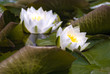water lily