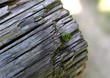 insecte sur poutre