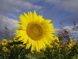 Tournesol d'été 1