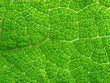 feuille macro