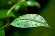 Drops of water on a leaf