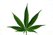 Hoja de marihuana