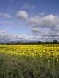 Champs de tournesols aux pieds des Cévennes