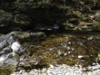 le moucheur et la rivière