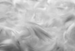 Feathers bw background