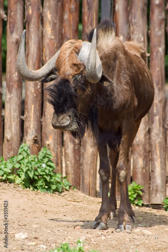 Antilope Gnu