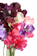 sweet pea bouquet, isolated