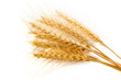 Photo: wheat isolated on white wheat isolated on white