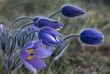 group of pulsatillas in wind