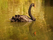 the beautiful swan