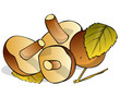 Four mushrooms on a white background