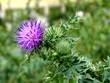 fleur sauvage fleur sauvage