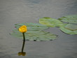 Water lily