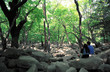 foret de rocher sous les arbres