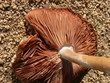 broken mushroom on gravel