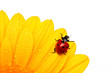 Photo en ligne au meilleur prix Ladybird