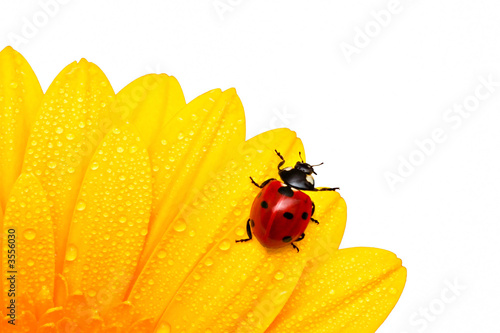 Photo: Ladybird Ladybird