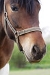 Beautiful horse in country stud farm