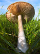 Macro shot of a mushroom seen from below