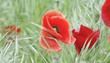 Coquelicot Coquelicot