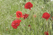 coquelicot coquelicot