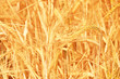 Fantastic Golden Wheat Details