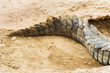 crocodile