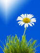 Daisy