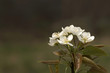 Pear tree blossom