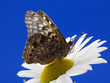 Butterfly on flower