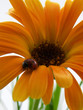 Lady Bug