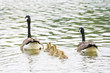 Geese family is swimming away from the shore