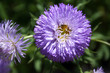 Purple Blossom