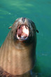 A California sea lion yawns in the late afternoon sun.