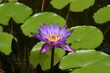 Water lily