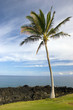Hawaiian Palm Tree on Volcanic Lava Coast of Kona Island