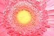 Pink Sunshine Pink Sunshine