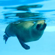 Picture of a seal swimming under water
