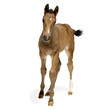 Foal in front of a white background