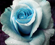 Blue Rose Blue Rose